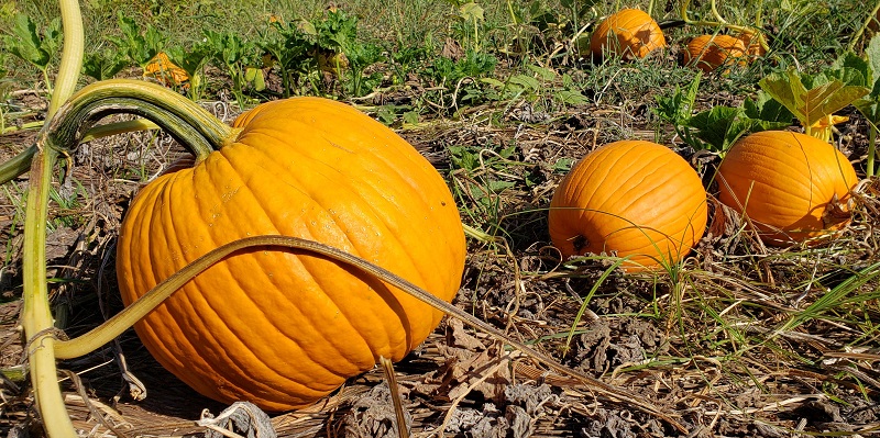 pumpkin